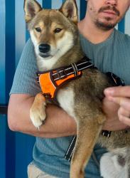 Lost Male Dog last seen Near casey st , San Diego, CA 92139