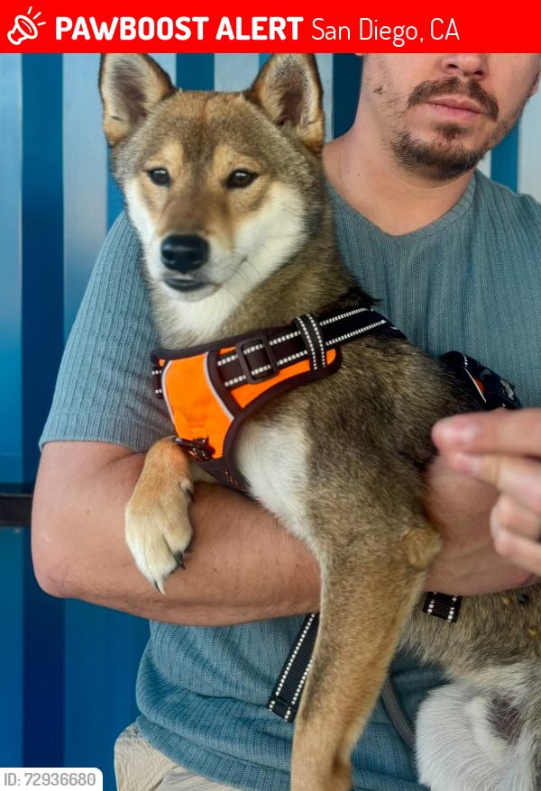 Lost Male Dog last seen Near casey st , San Diego, CA 92139