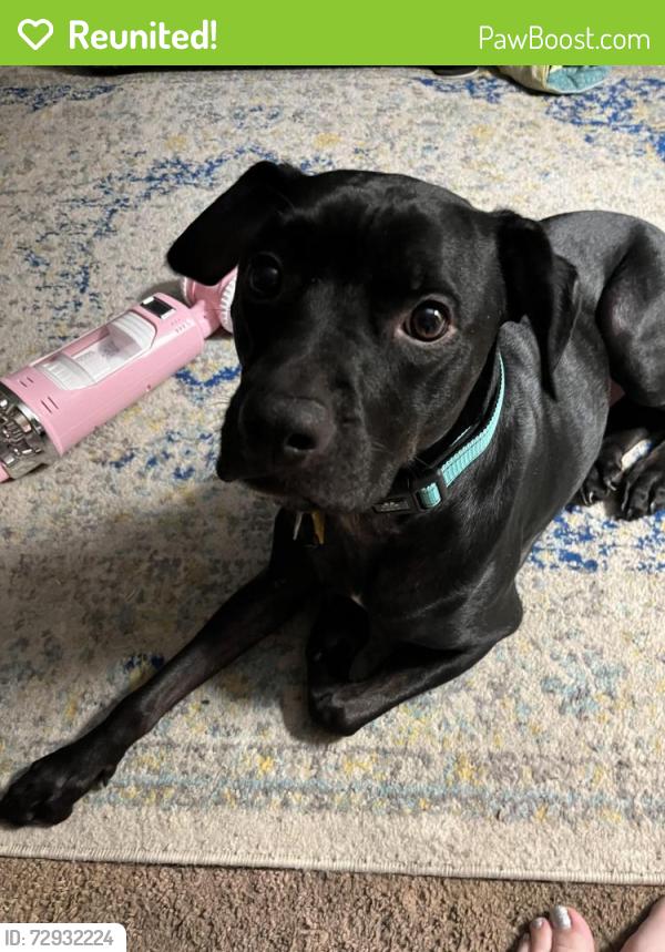 Reunited Male Dog last seen Lower Moncure Road, Sanford, NC 27330
