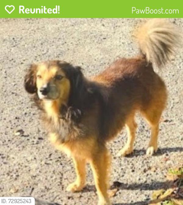 Reunited Male Dog last seen 138th, Branford, FL 32008
