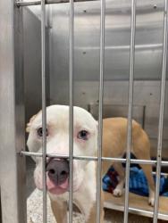 Shelter Stray Male Dog last seen East Point, GA 30344, Atlanta, GA 30336