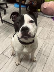Shelter Stray Male Dog last seen Charleston, SC 29414, North Charleston, SC 29406