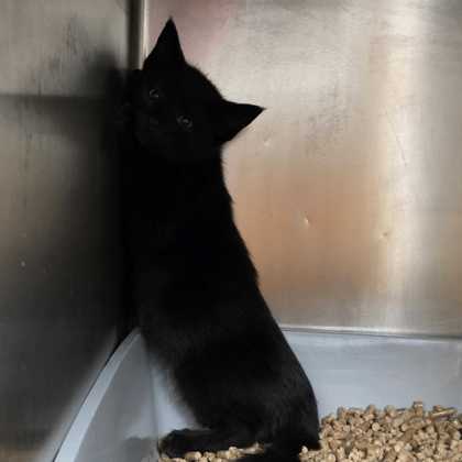 Shelter Stray Female Cat last seen Southwest / Wellborn, City of College Station, TX, 5359 Leonard Rd, Bryan, TX 77807, USA
