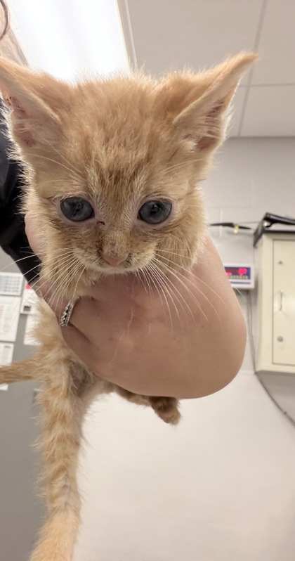 Shelter Stray Male Cat last seen Taylorsville, NC 28681, Gastonia, NC 28052
