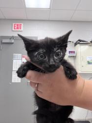 Shelter Stray Male Cat last seen Taylorsville, NC 28681, Gastonia, NC 28052