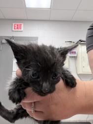 Shelter Stray Male Cat last seen Taylorsville, NC 28681, Gastonia, NC 28052