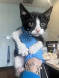 Shelter Stray Female Cat last seen Near Linkwood Court, 70810, LA, Baton Rouge, LA 70820