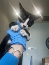 Shelter Stray Female Cat last seen Near Linkwood Court, 70810, LA, Baton Rouge, LA 70820