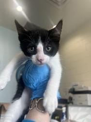 Shelter Stray Male Cat last seen Near Linkwood Court, 70810, LA, Baton Rouge, LA 70820