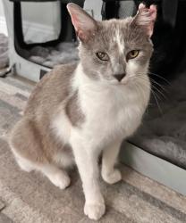 Shelter Stray Female Cat last seen N Garfield Ave & W Belmont Ave, Fresno Zone Fresno CO 2 93723, CA, Fresno, CA 93706