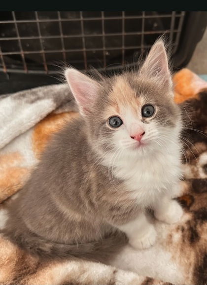 Shelter Stray Female Cat last seen N Garfield Ave & W Belmont Ave, Fresno Zone Fresno CO 2 93723, CA, Fresno, CA 93706