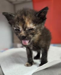 Shelter Stray Female Cat last seen E North Ave & S Sunnyside Ave, Fresno Zone Fresno CO 1A 93725, CA, Fresno, CA 93706