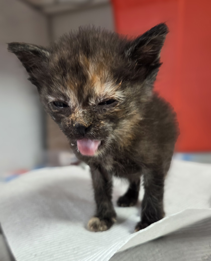 Shelter Stray Female Cat last seen E North Ave & S Sunnyside Ave, Fresno Zone Fresno CO 1A 93725, CA, Fresno, CA 93706