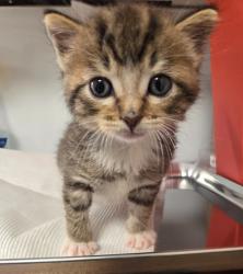 Shelter Stray Male Cat last seen E North Ave & S Sunnyside Ave, Fresno Zone Fresno CO 1A 93725, CA, Fresno, CA 93706