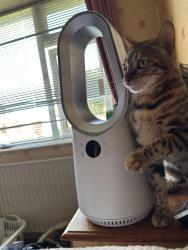 Lost Female Cat last seen Dean row road, Cheshire East, England SK9 2HE