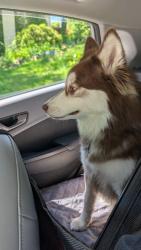 Reunited Unknown Dog last seen Rodenbaugh Ave & Roseland Ave , Pittsburgh, PA 15214