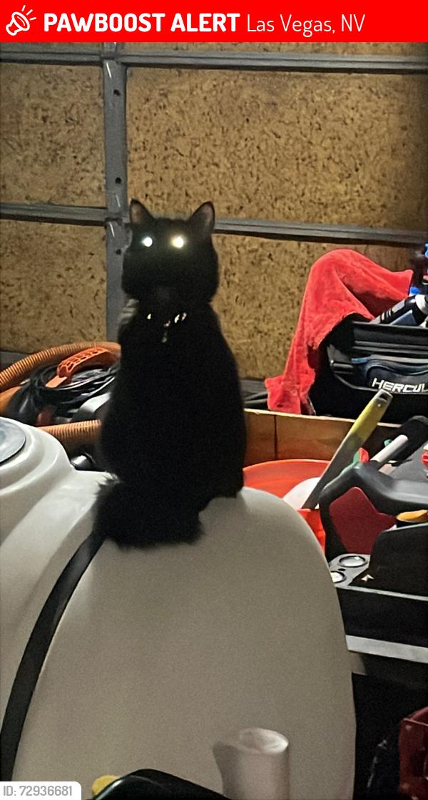 Lost Female Cat last seen Easter &sahara , Las Vegas, NV 89121