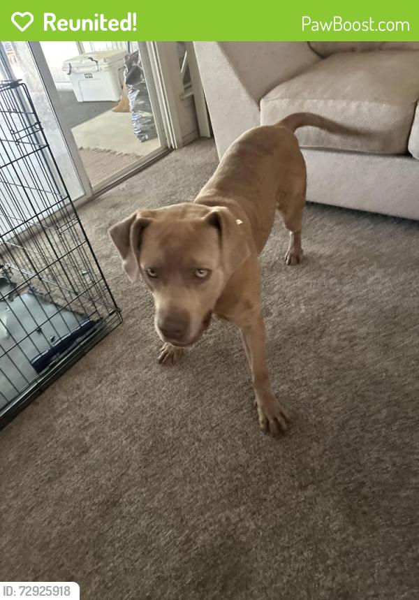 Reunited Female Dog last seen Herndon and Polk , Fresno, CA 93722