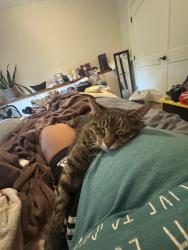 Reunited Female Cat last seen Lincolnshire , Topeka, KS 66614