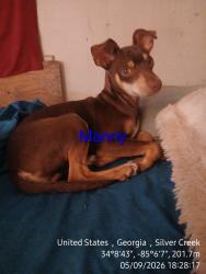 Lost Male Dog last seen Harmony Rd went toward Abrams rd., Silver Creek, GA 30173