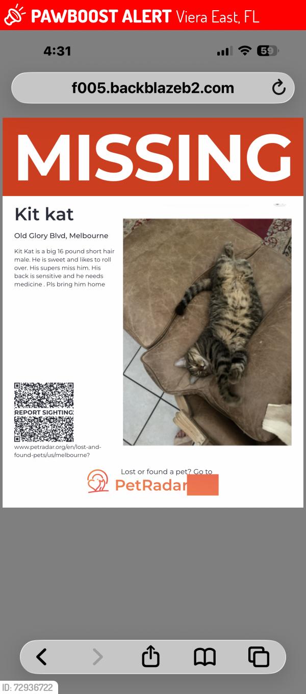 Lost Male Cat last seen Murrell and old glory, Viera East, FL 32940