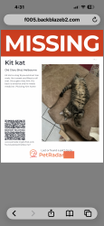 Lost Male Cat last seen Murrell and old glory, Viera East, FL 32940