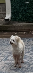 Reunited Unknown Dog last seen 20th & el, Oklahoma City, OK 73106