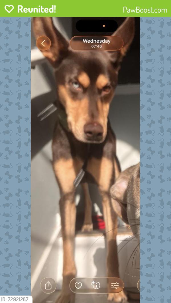 Reunited Male Dog last seen Queensland LN & Kirkland Rd. , Covington, GA 30016