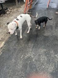Reunited Male Dog last seen Elaine and starling , Charleston, WV 25306
