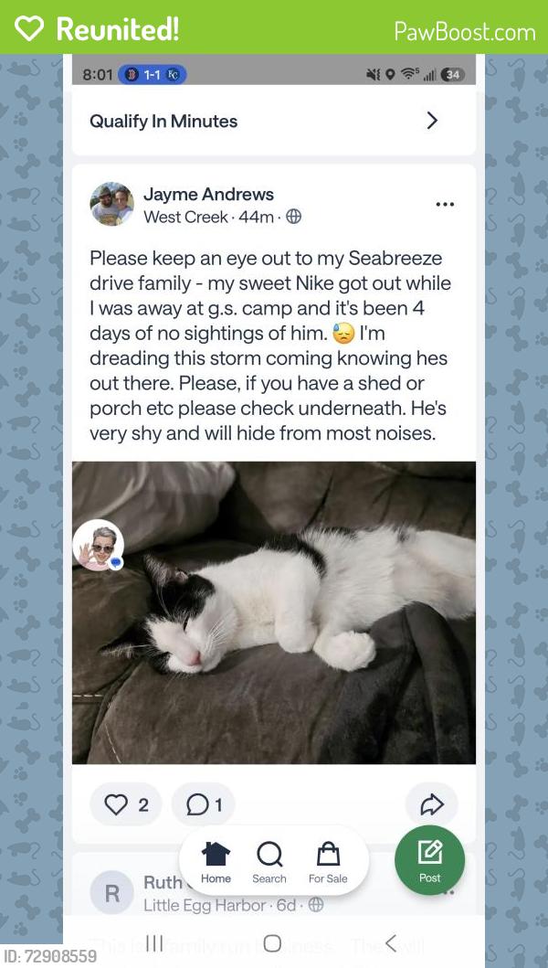 Reunited Male Cat last seen Trandwind drive little egg harbor , Little Egg Harbor Township, NJ 08087