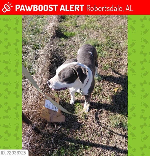 Lost Female Dog last seen From the hse , Robertsdale, AL 36567