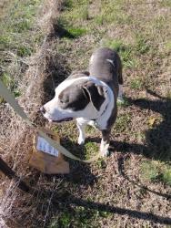 Lost Female Dog last seen From the hse , Robertsdale, AL 36567
