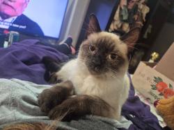 Lost Female Cat last seen Palmetto, Columbus, OH 43223