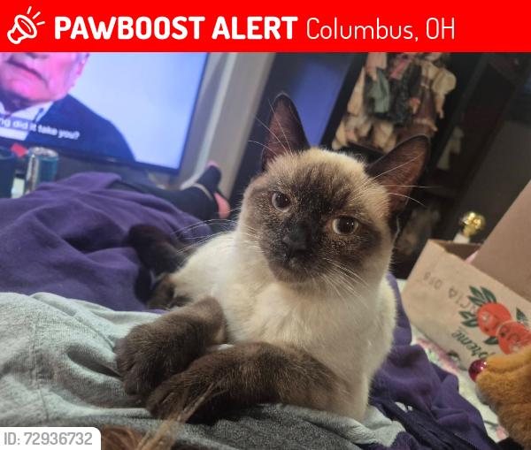 Lost Female Cat last seen Palmetto, Columbus, OH 43223