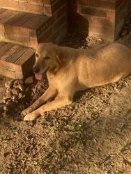 Reunited Male Dog last seen Kyle Reid ct , Conroe, TX 77302