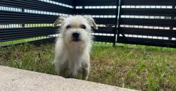 Found/Stray Male Dog last seen Arkansas , Grand Prairie, TX 75050