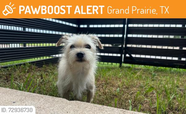Found/Stray Male Dog last seen Arkansas , Grand Prairie, TX 75050
