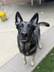 Shelter Stray Female Dog last seen Ulric Street, San Diego, CA, 92111, San Diego, CA 92110
