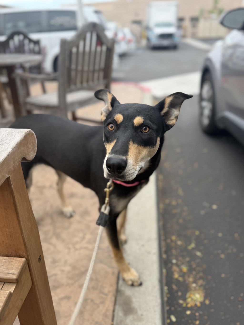 Shelter Stray Female Dog last seen Mission Boulevard, San Diego, CA, 92109, San Diego, CA 92110