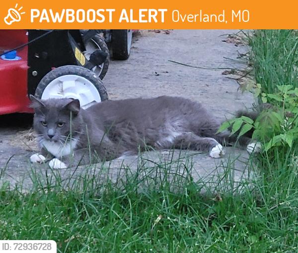 Found/Stray Unknown Cat last seen Lackland ave and Gass ave, overland MO 63114, Overland, MO 63114