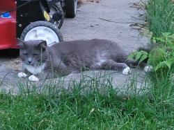 Found/Stray Unknown Cat last seen Lackland ave and Gass ave, overland MO 63114, Overland, MO 63114
