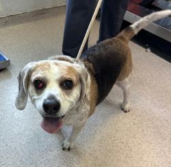 Shelter Stray Male Dog last seen Near E 102nd Street, NEW YORK, NY, 10029, New York, NY 10029