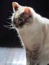 Reunited Female Cat last seen SW Randstad St , Scappoose, OR 97056