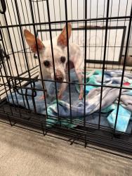 Reunited Unknown Dog last seen Blossom Hill, San Jose, CA 95123