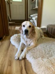 Found/Stray Female Dog last seen Timberline and Tall Timber , College Station, TX 77845