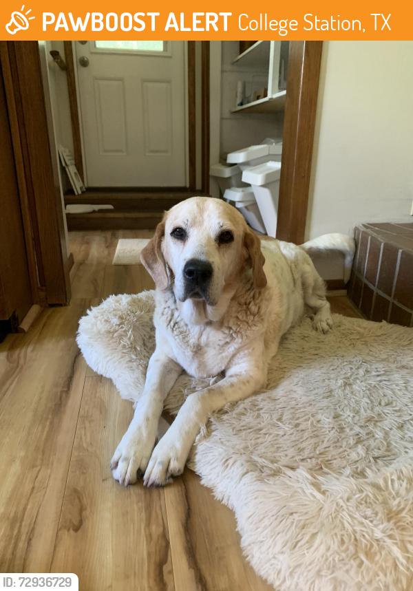 Found/Stray Female Dog last seen Timberline and Tall Timber , College Station, TX 77845