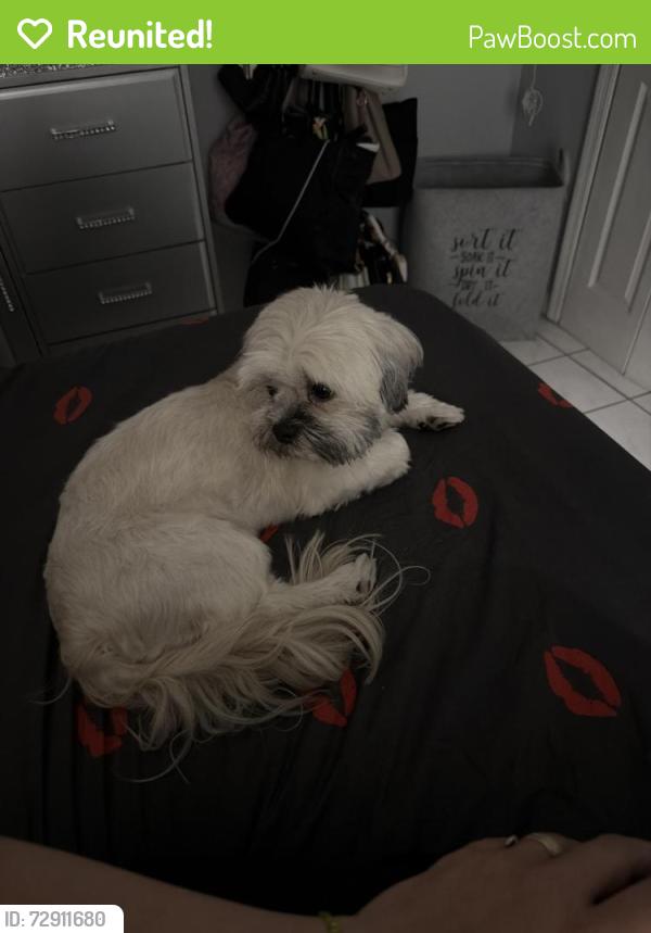 Reunited Female Dog last seen En mi condominio, Hialeah, FL 33012