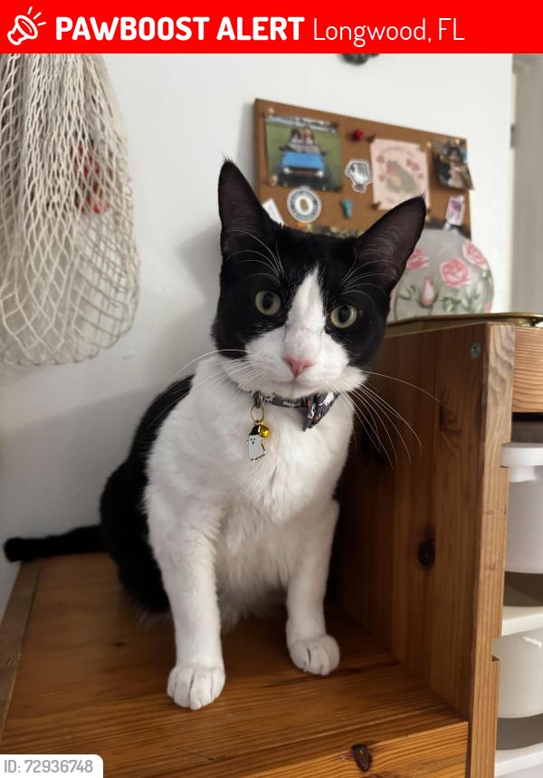 Lost Female Cat last seen Barton st, Longwood, FL 32750