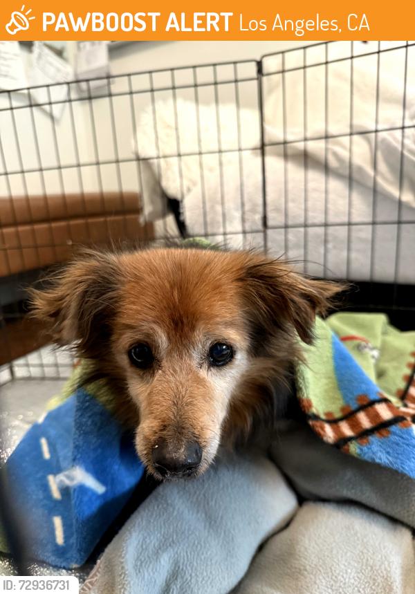 Found/Stray Male Dog last seen Danube/ San Fernando Mission in Granada Hills CA, Los Angeles, CA 91344