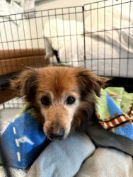 Found/Stray Male Dog last seen Danube/ San Fernando Mission in Granada Hills CA, Los Angeles, CA 91344